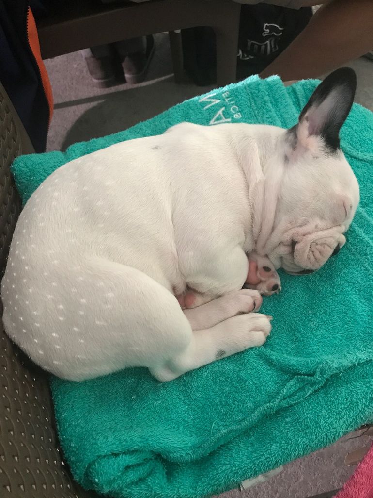 Видеть во сне белого щенка