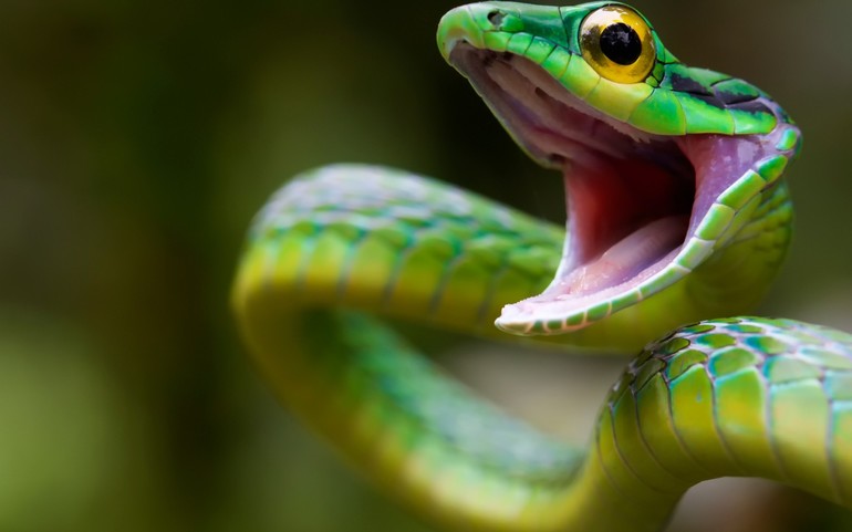 Зеленая змея во сне