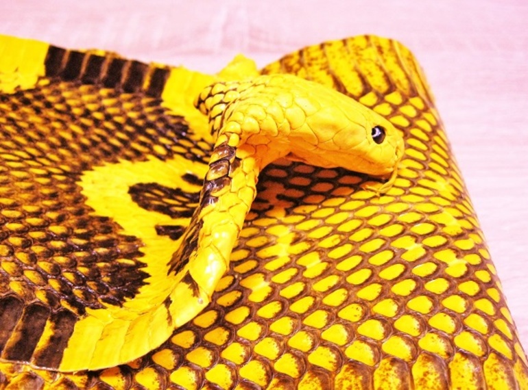 Жёлтая змеиная шкура, покрытая пятнышками