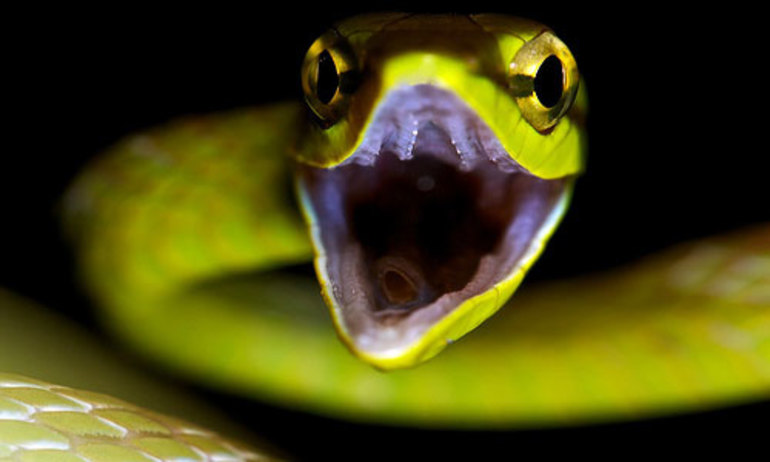 Змея ведёт себя крайне агрессивно
