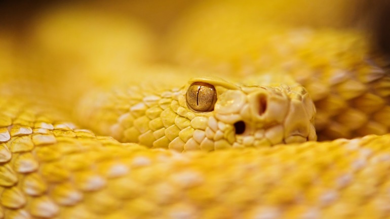 Желтая змея во сне