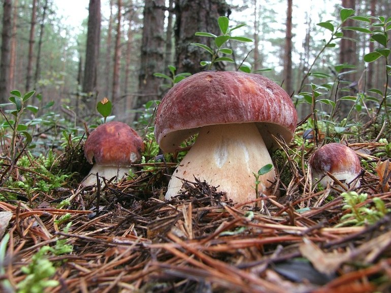 Сонник собирать в лесу белые грибы