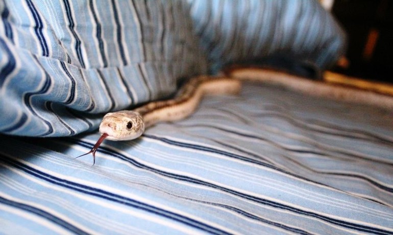 Змея в постели 
