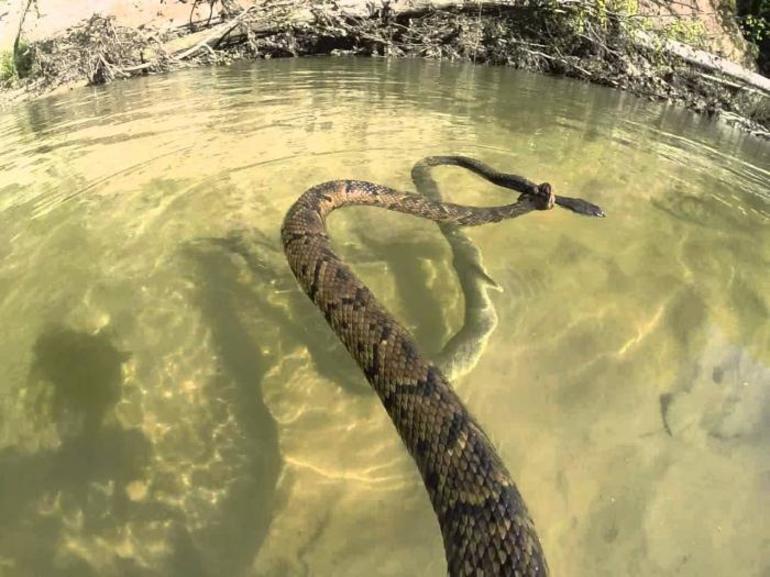 К чему снятся змеи в воде женщине