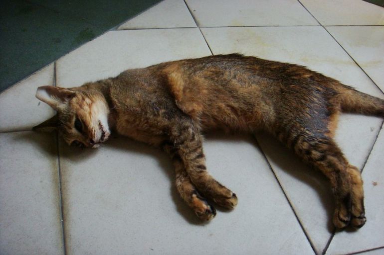 Убить кошку во сне,  к чему 