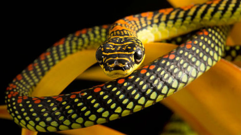 Жёлтая змея