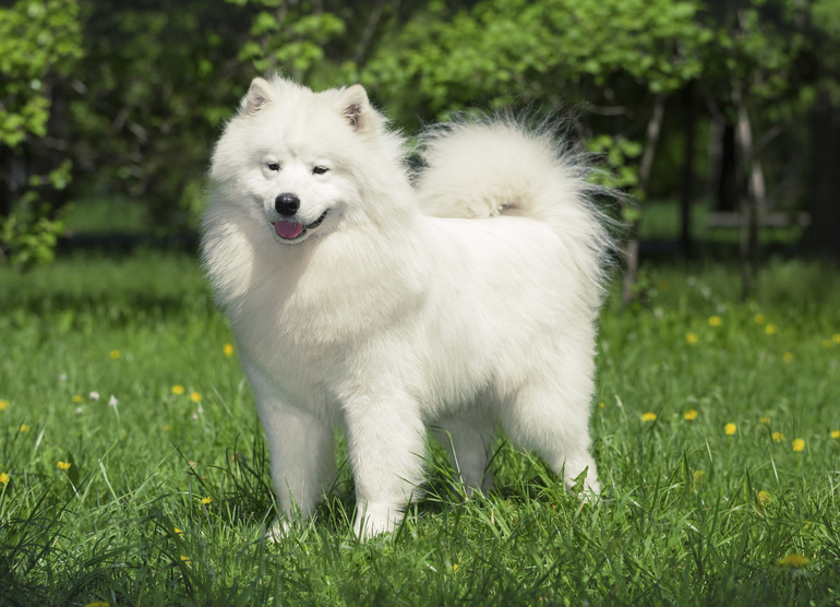 Сонник белая собака