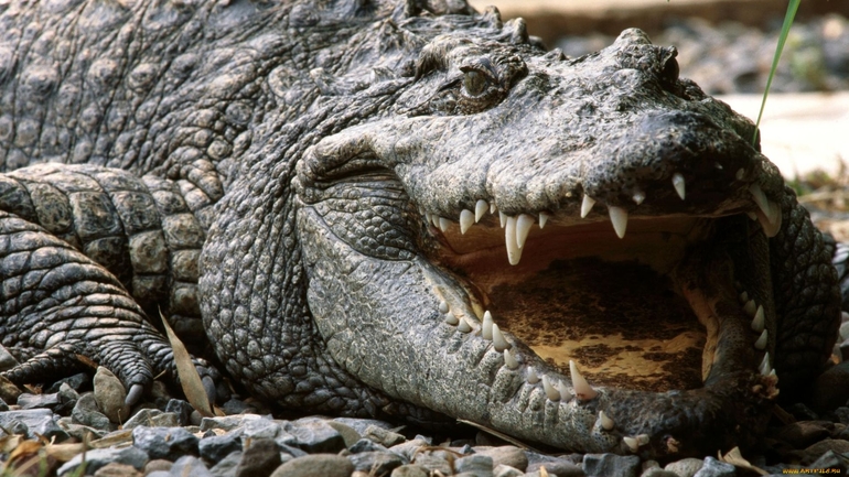 К чему приснился крокодил