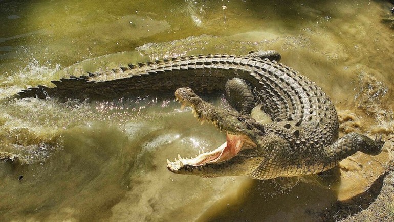 Сонник крокодил на суше