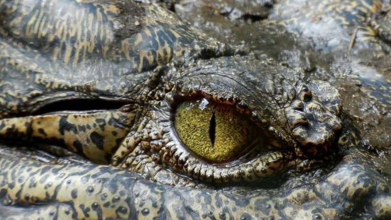 Сонник крокодил в озере