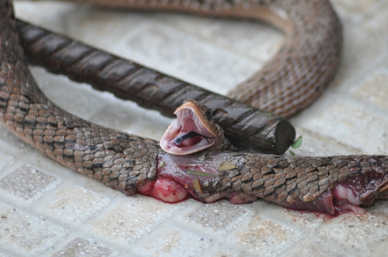 Убить змею дома