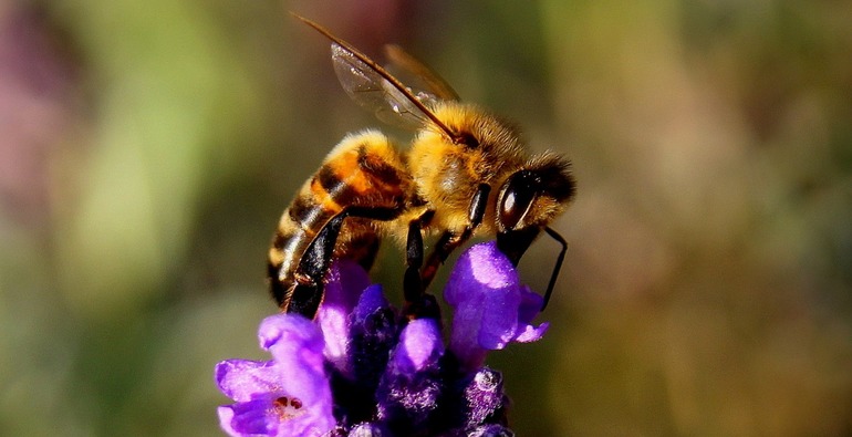 К чему снятся пчелы сонник