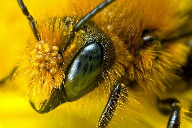 Снятся пчелы кусают