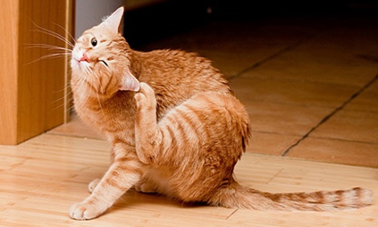 Сонник рыжая кошка