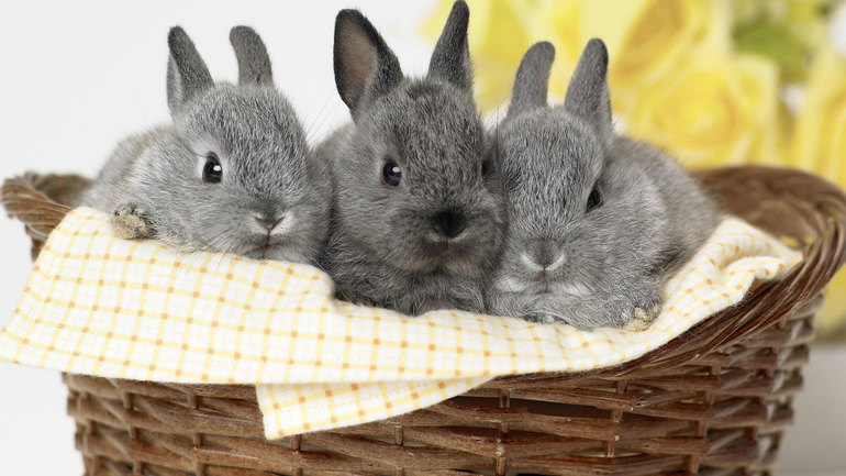 Кролики олицетворяют семейное благополучие