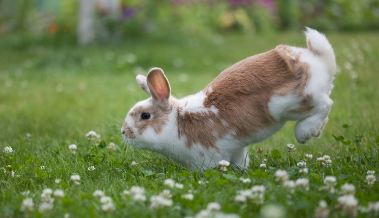 Бегущий кролик