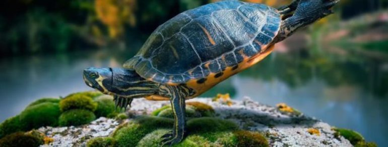 Плавающая в чистой воде черепаха
