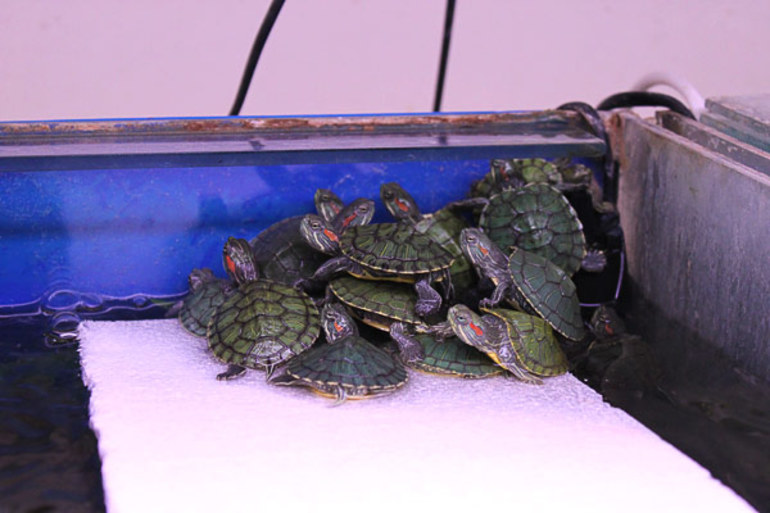Разводить черепах в аквариуме 