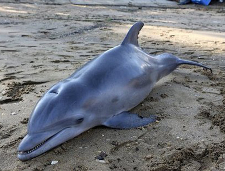 Сонник мёртвый дельфин
