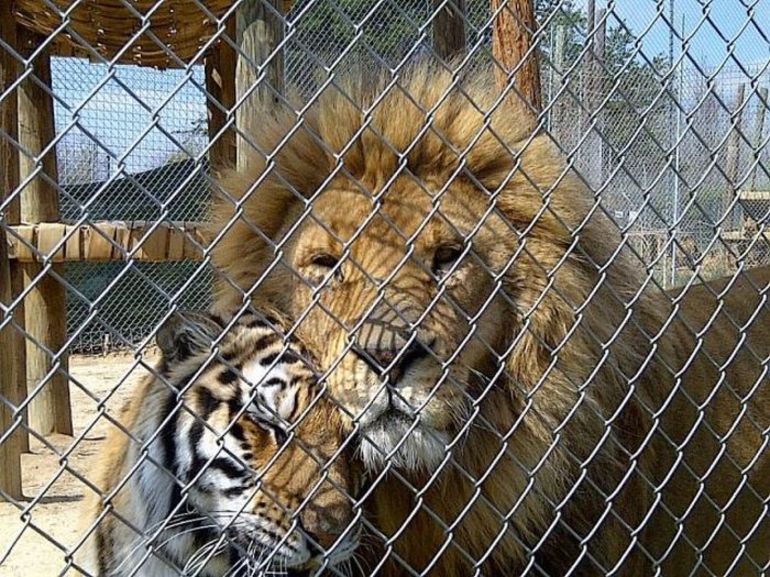 Лев, сидящий в одной клетке с тигром, 