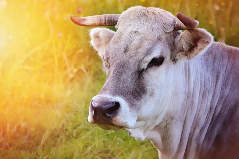 Толкование сна про корову