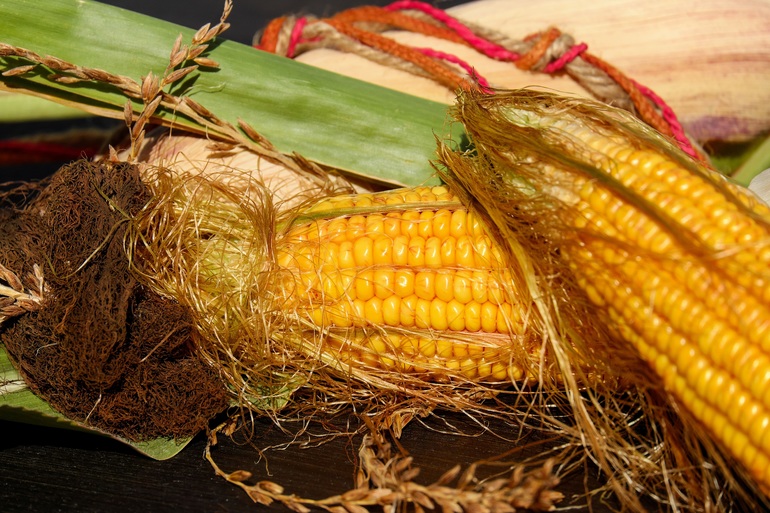 К чему снится кукуруза в початках