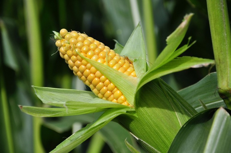 Приснилась кукуруза на поле