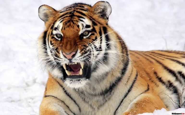 Сонник тигр