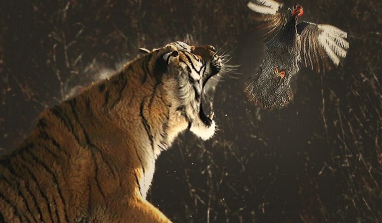 Сонник тигр нападает
