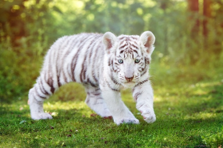 Белый тигр во сне