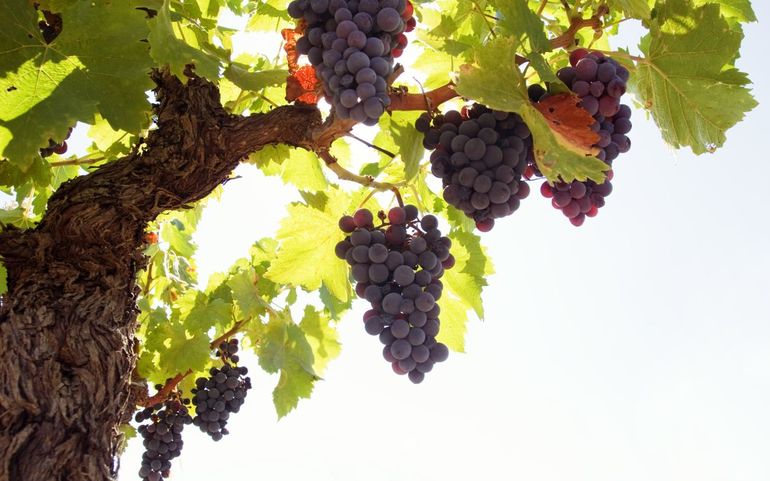 Виноградная ветка или виноградник 
