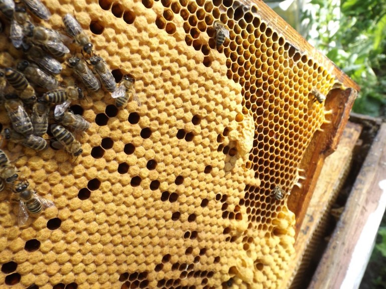 Если спящий наблюдал мед вместе с пчелами