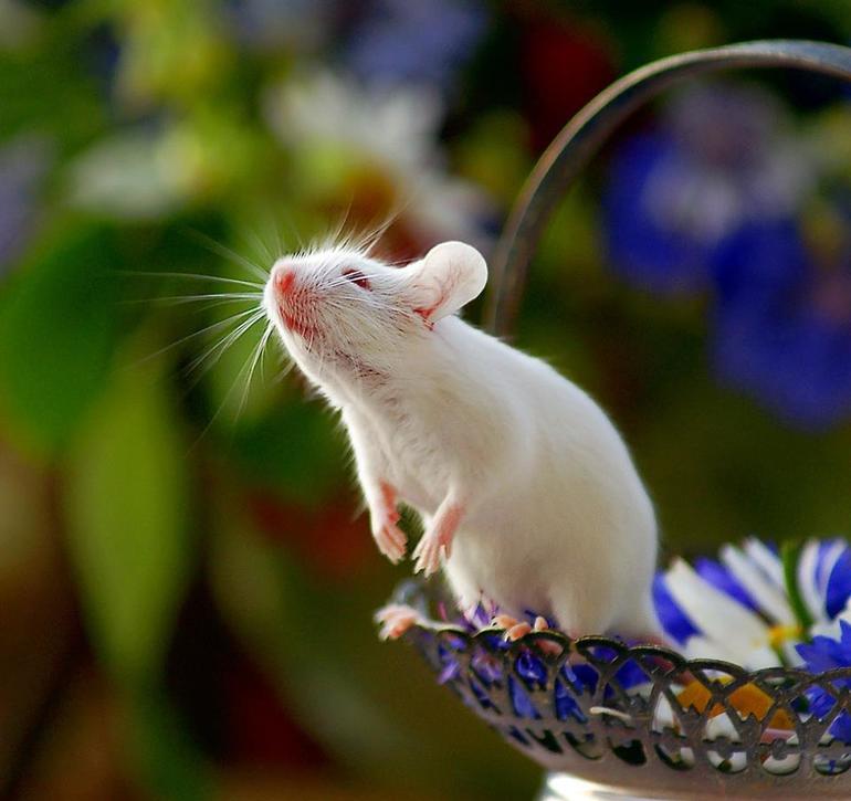 К чему снится белая мышка