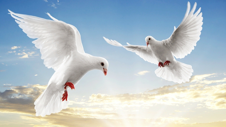 Сон о белых голубях