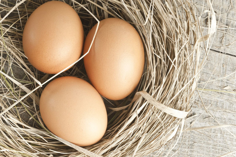 Гнездо с яйцами 