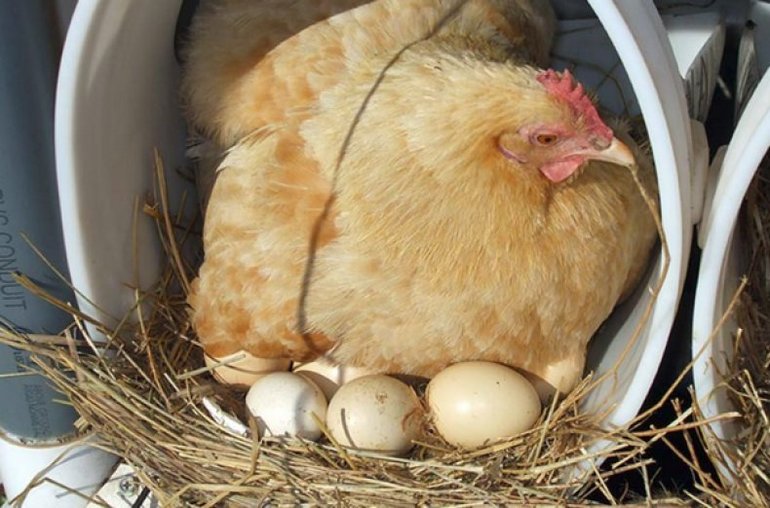 Высаживать яйца 
