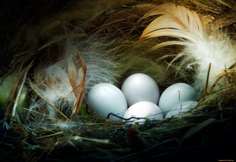 Отыскать яйца в гнезде