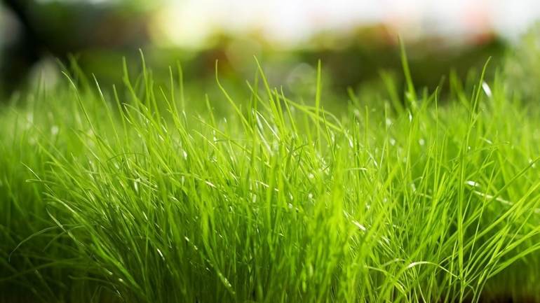 К чему снится зелёная трава