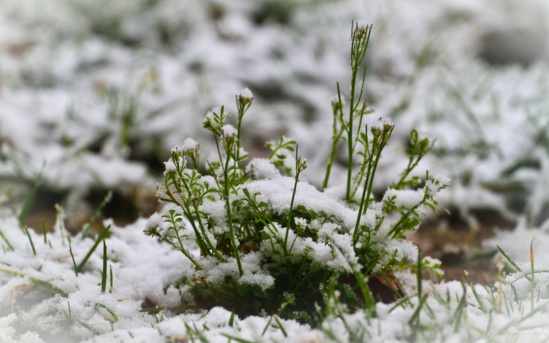 Растительность торчит из-под снега 