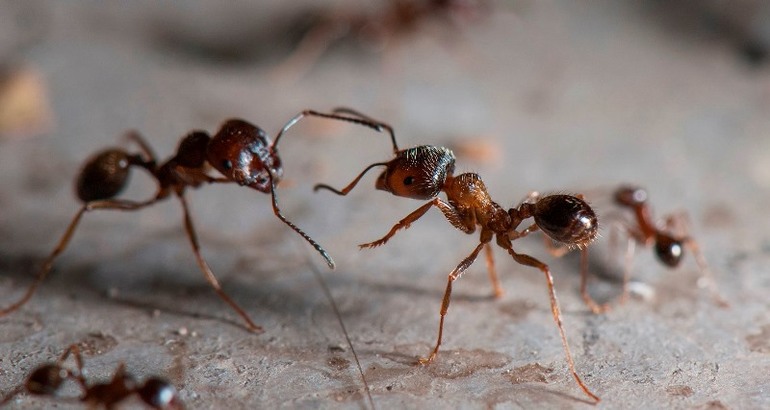 Сон о муравьях: почему