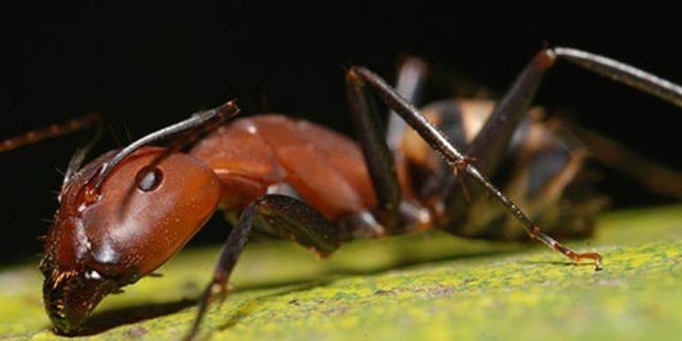 Сон о муравьях: причины