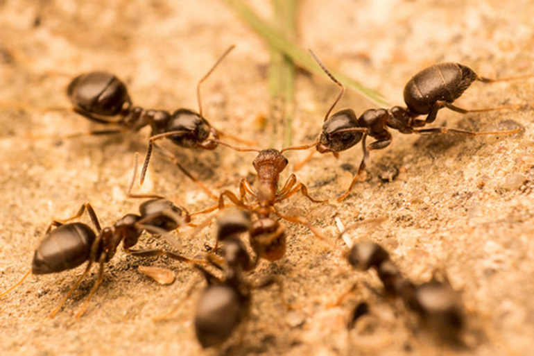 Сон о муравьях: что может быть