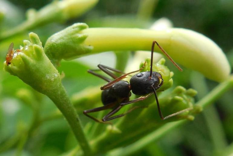 Сон о муравьях: толкование