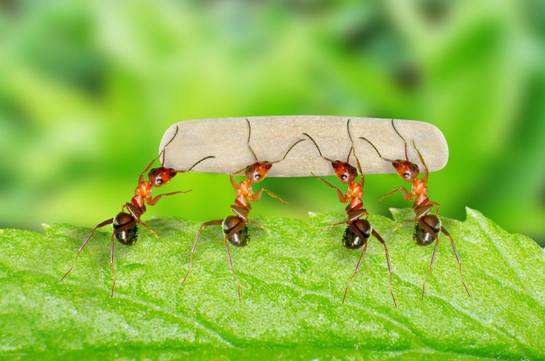 Сон о муравьях
