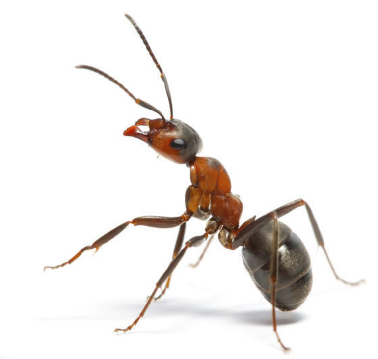 Сон о муравьях: разные виды муравьев