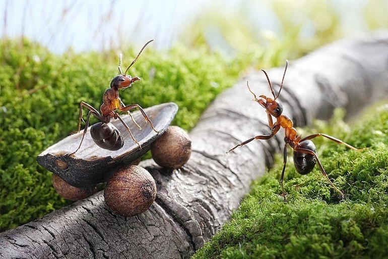 Сон о муравьях: для мужчин и женщин