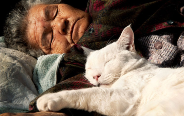 Сонник бабушка с котом