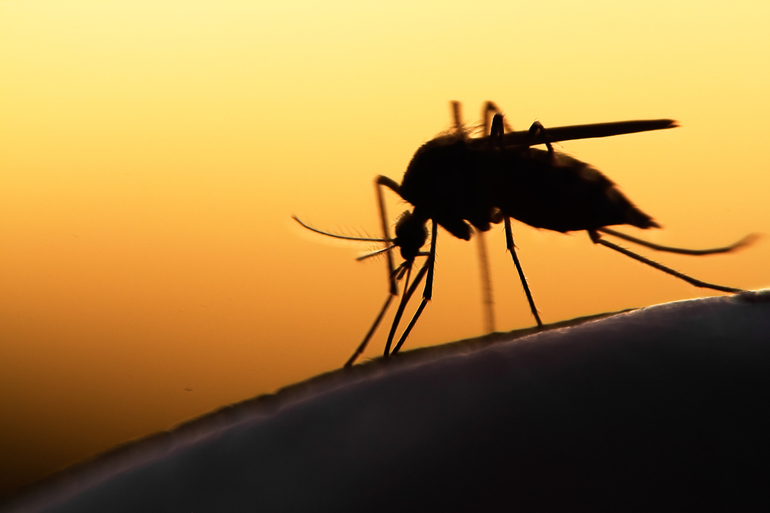 К чему снятся комары в большом количестве