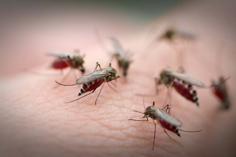 Как узнать значение сна про комара