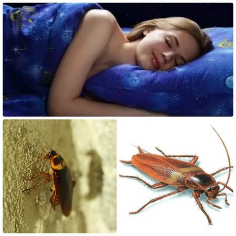 Сон про много таракан